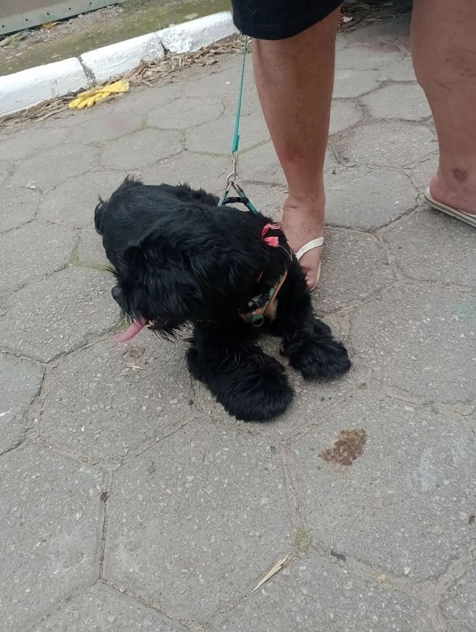 Cachorro  - Foto 3