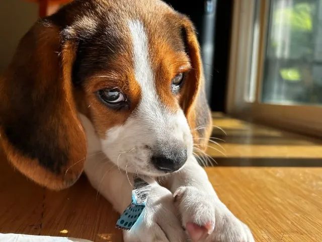 Beagle alegria