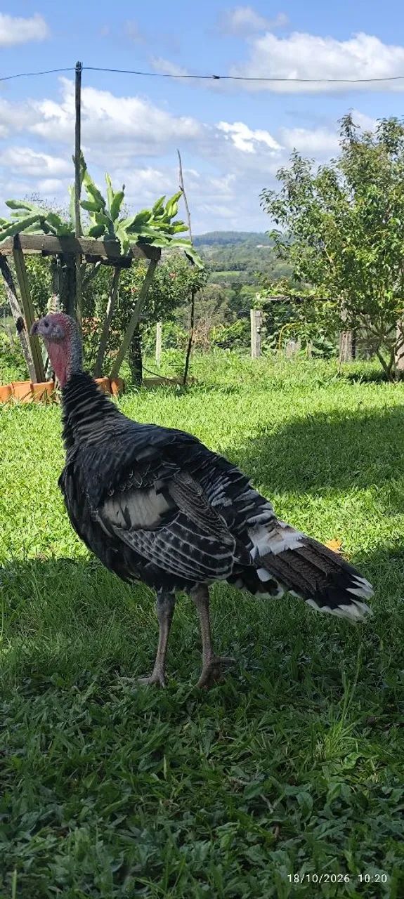 Peru macho  - Foto 5