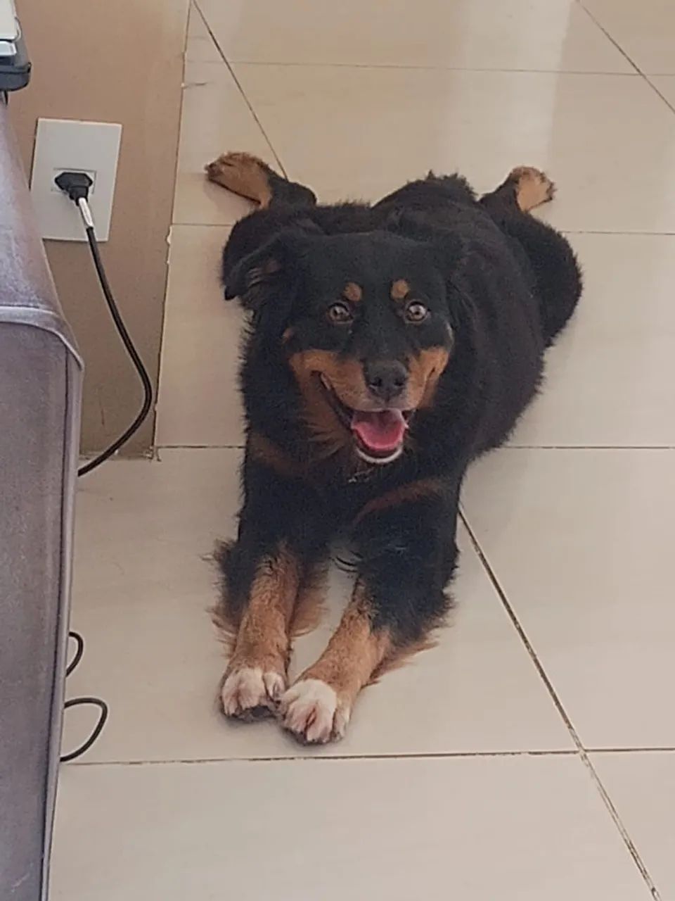 Adoção responsável  - Foto 4