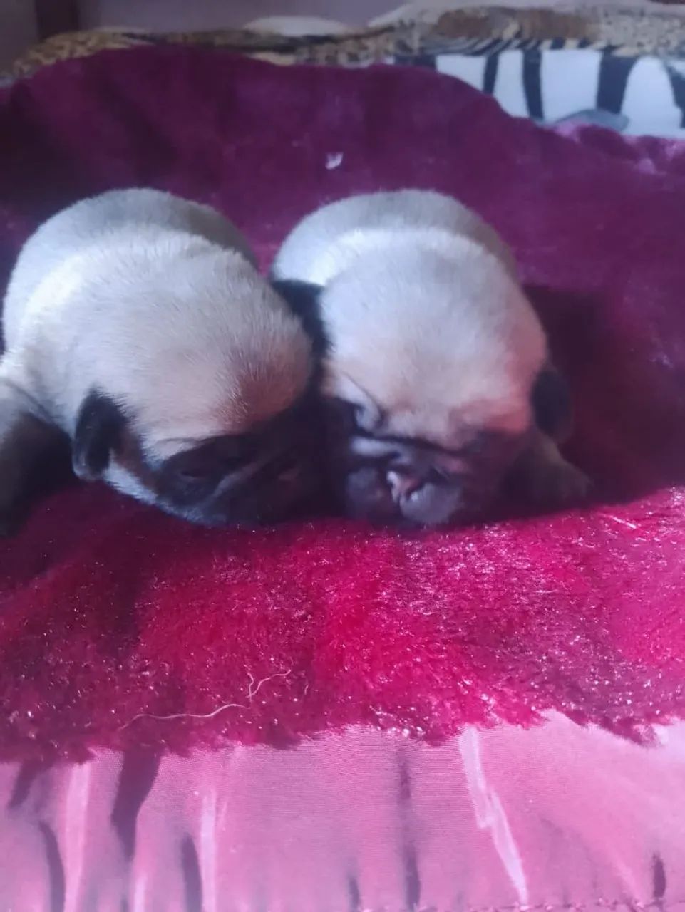 Pugs super barato 