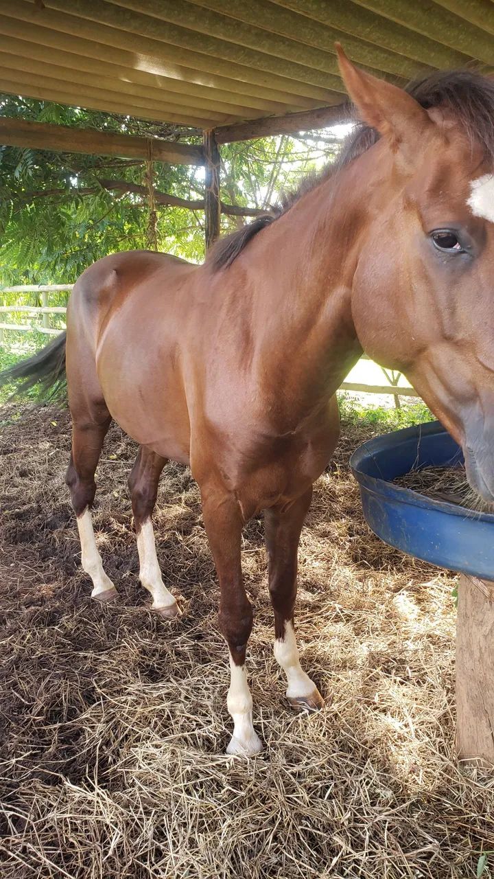 Cavalo quarto de milha 