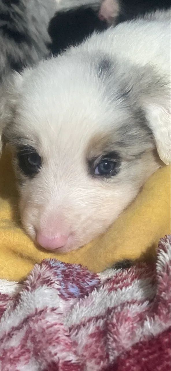 Cachorro - Foto 2