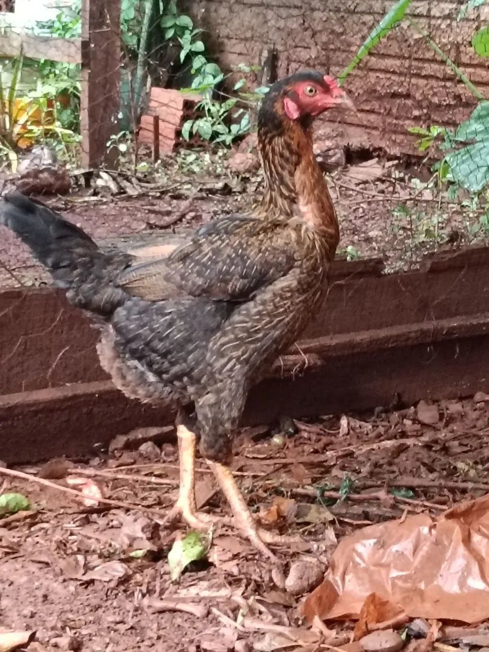 Galinha caipira 