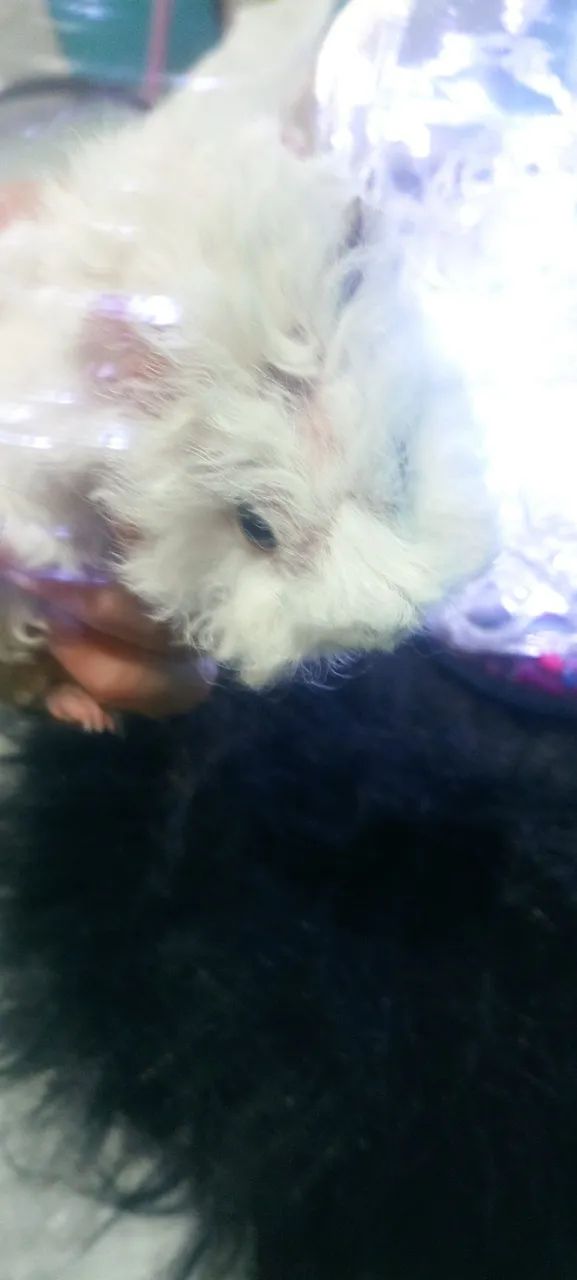 Lindo filhote porquinho da Índia  - Foto 4