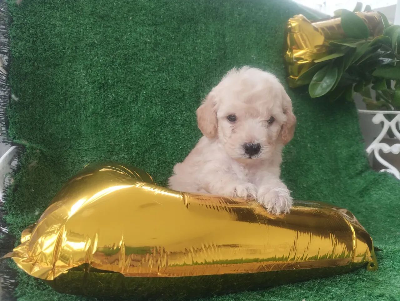 Filhote de Poodle toy - Foto 3