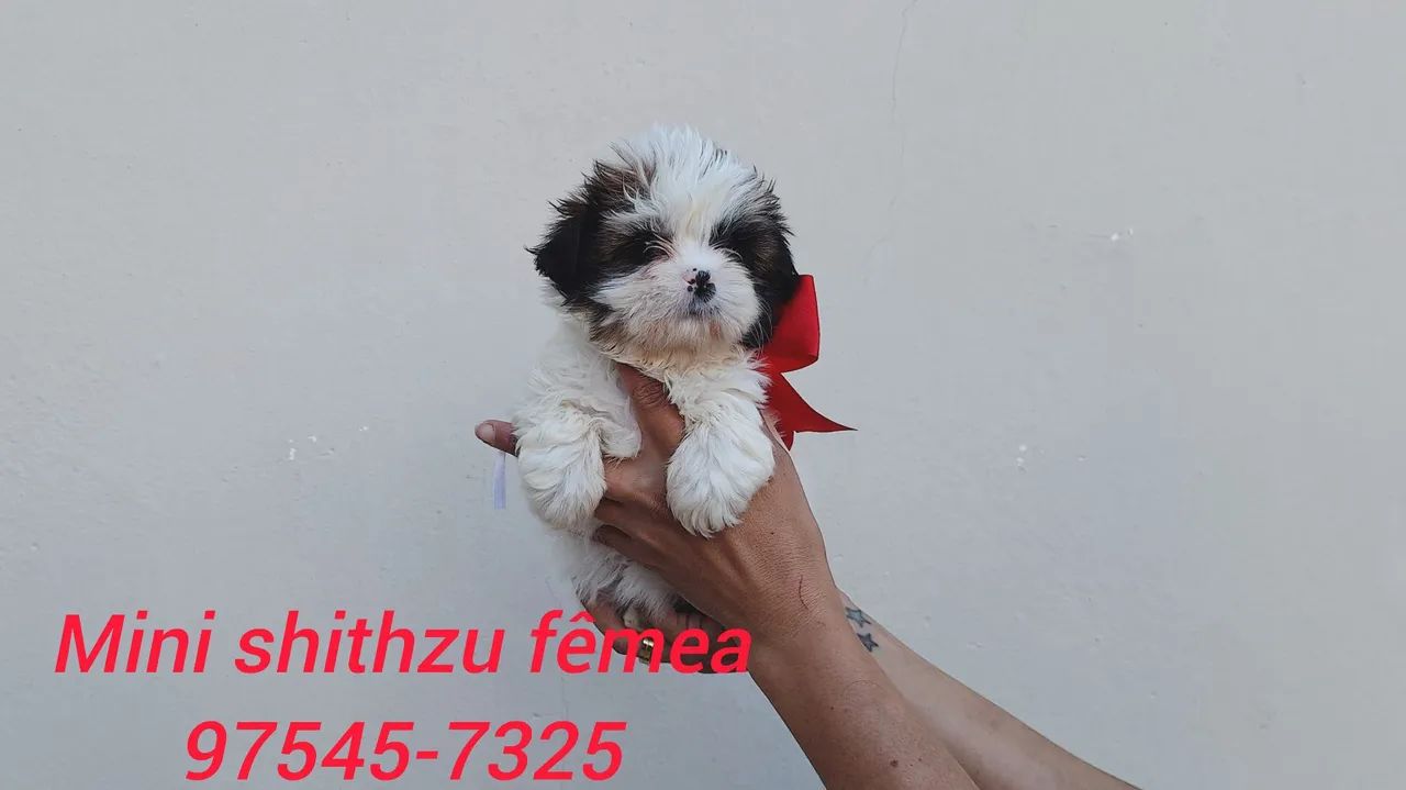 Mini shithzu com garantia de saúde  - Foto 2