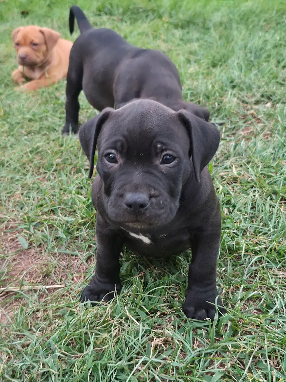 Filhotes de pit Bull  - Foto 2