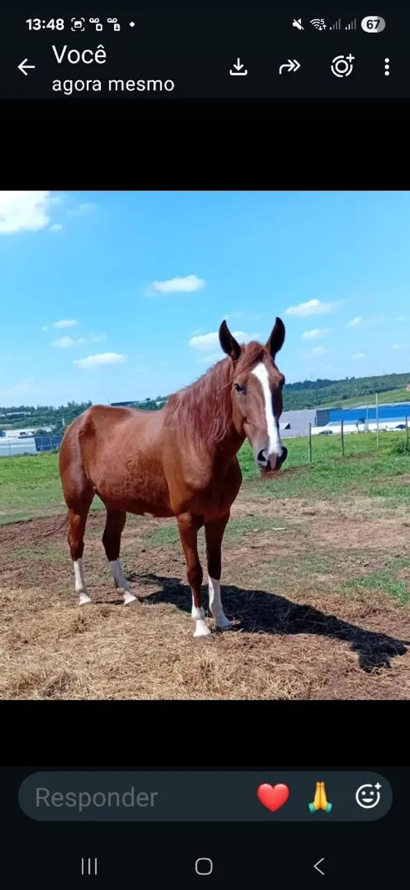 Cavalos
