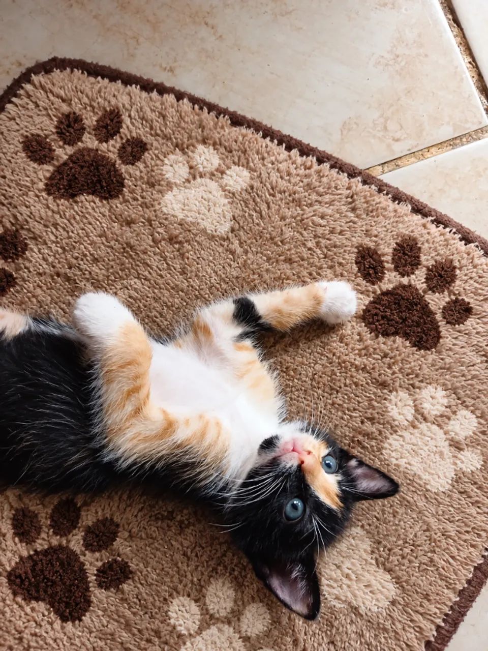 Gatinho fofinhos  - Foto 3