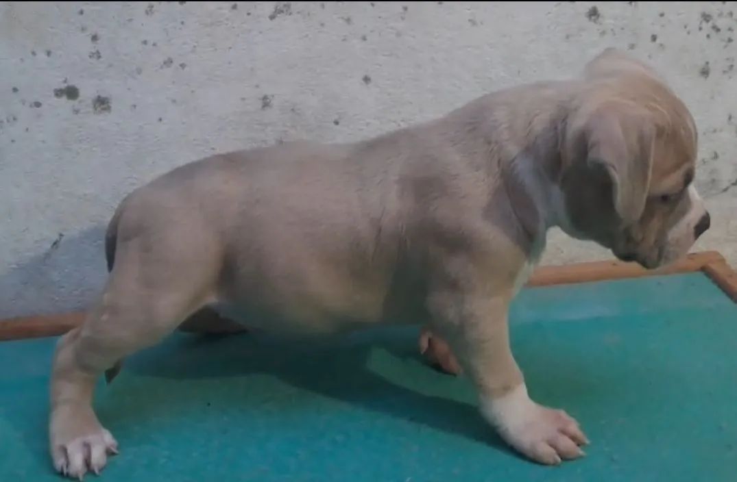 American Bully  - Foto 4