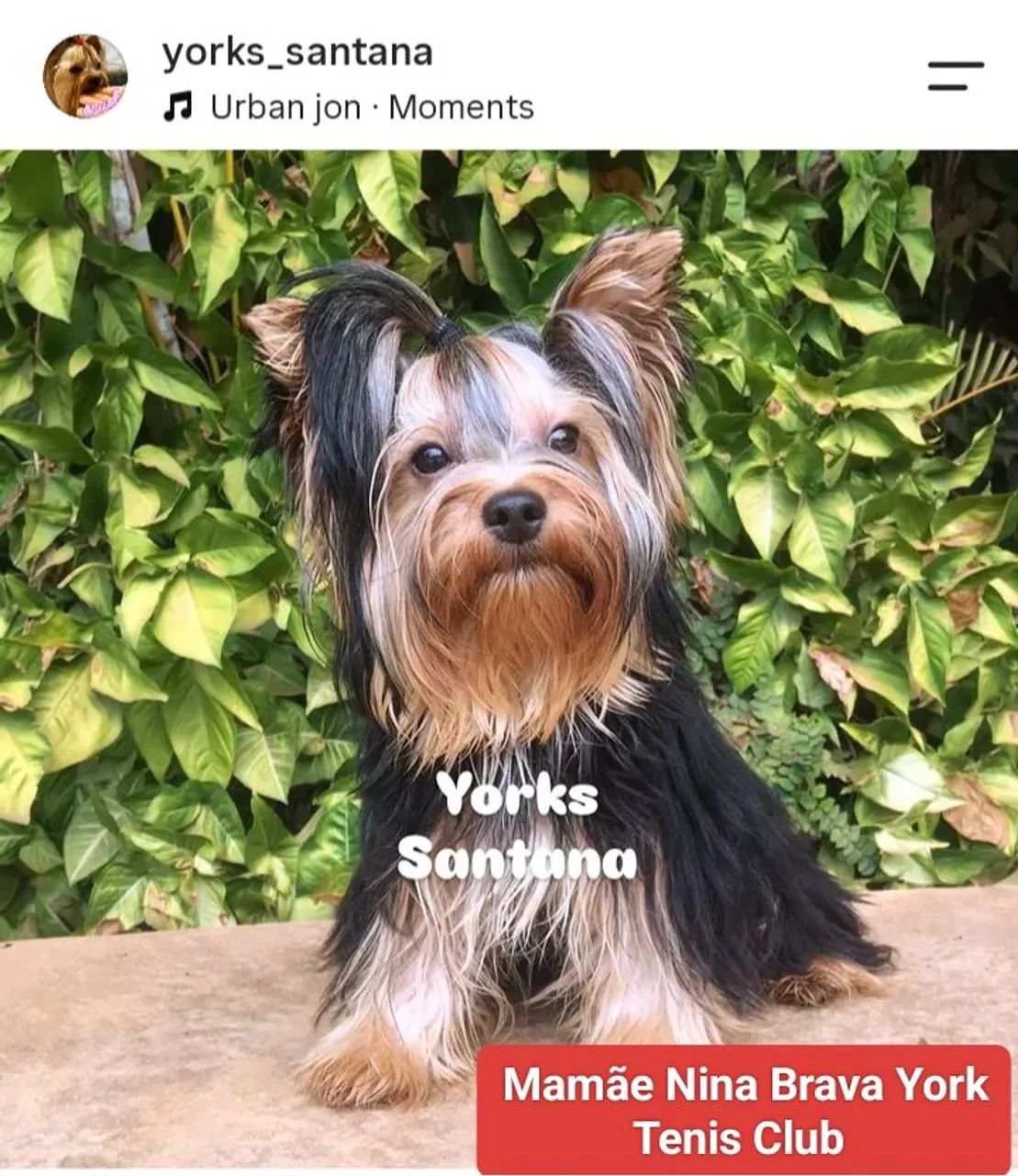 Yorkshire Terrier - machos  - Foto 3