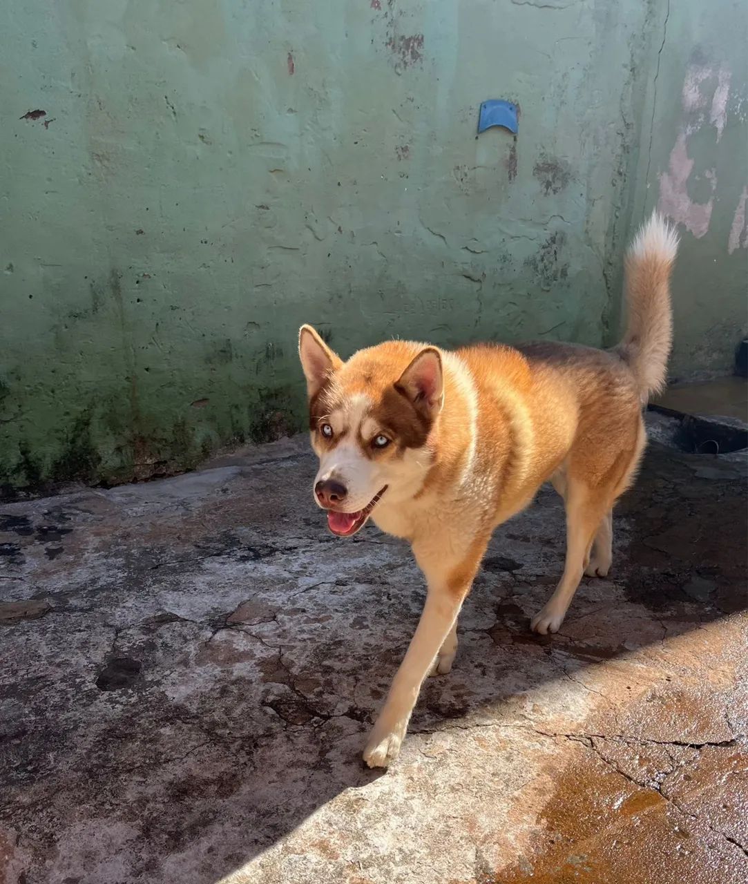 Doa-se cachorro  - Foto 3
