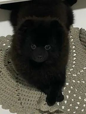 spitz alemão macho para cruza - Foto 5