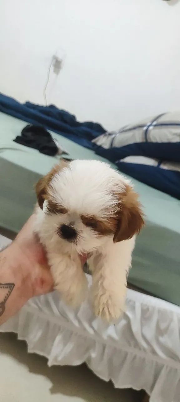 Shitzu mini do mini - Foto 2