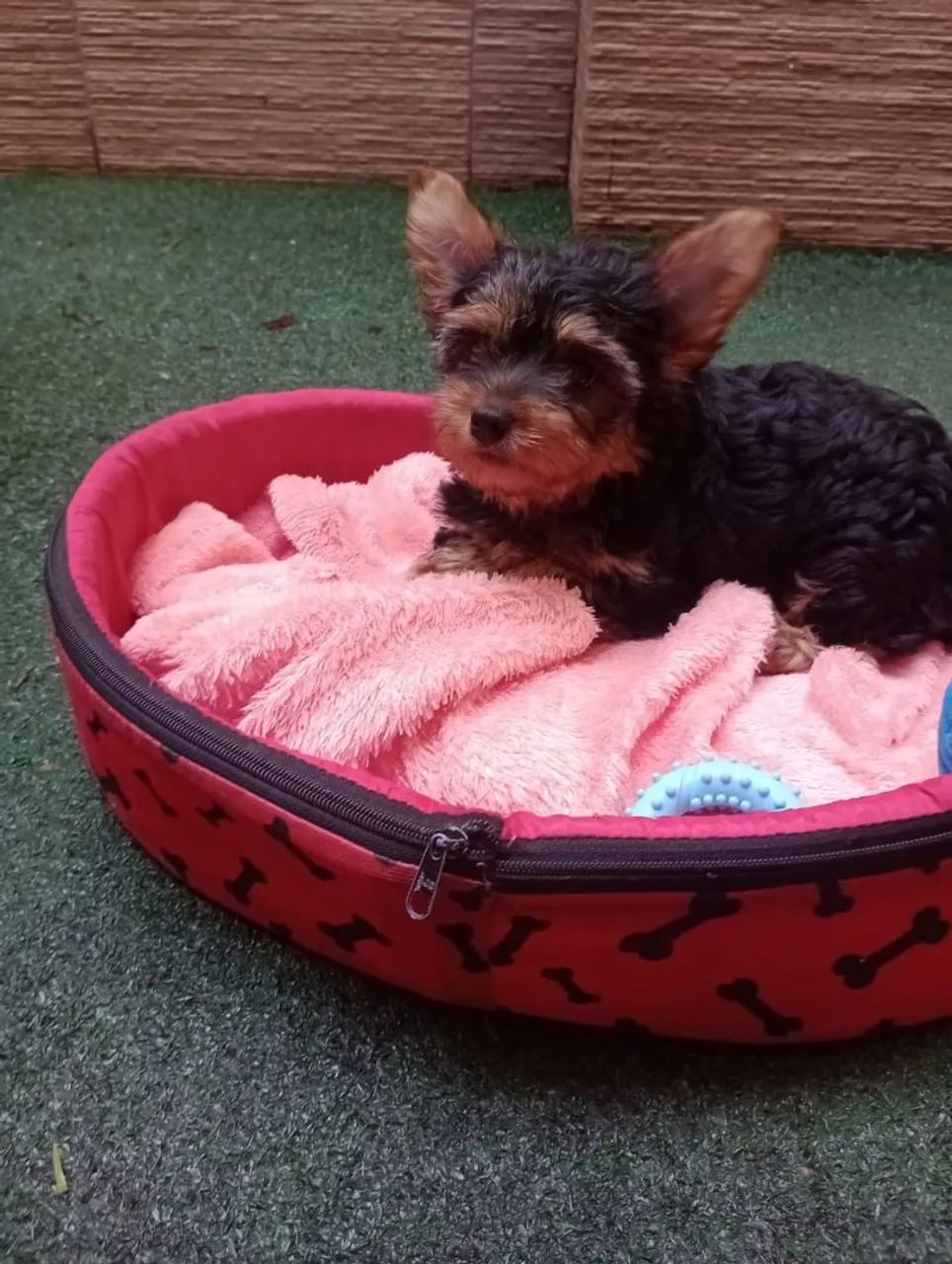 Yorkshire fêmea com 90 dias. 02 Vacinas em 10x - Foto 5