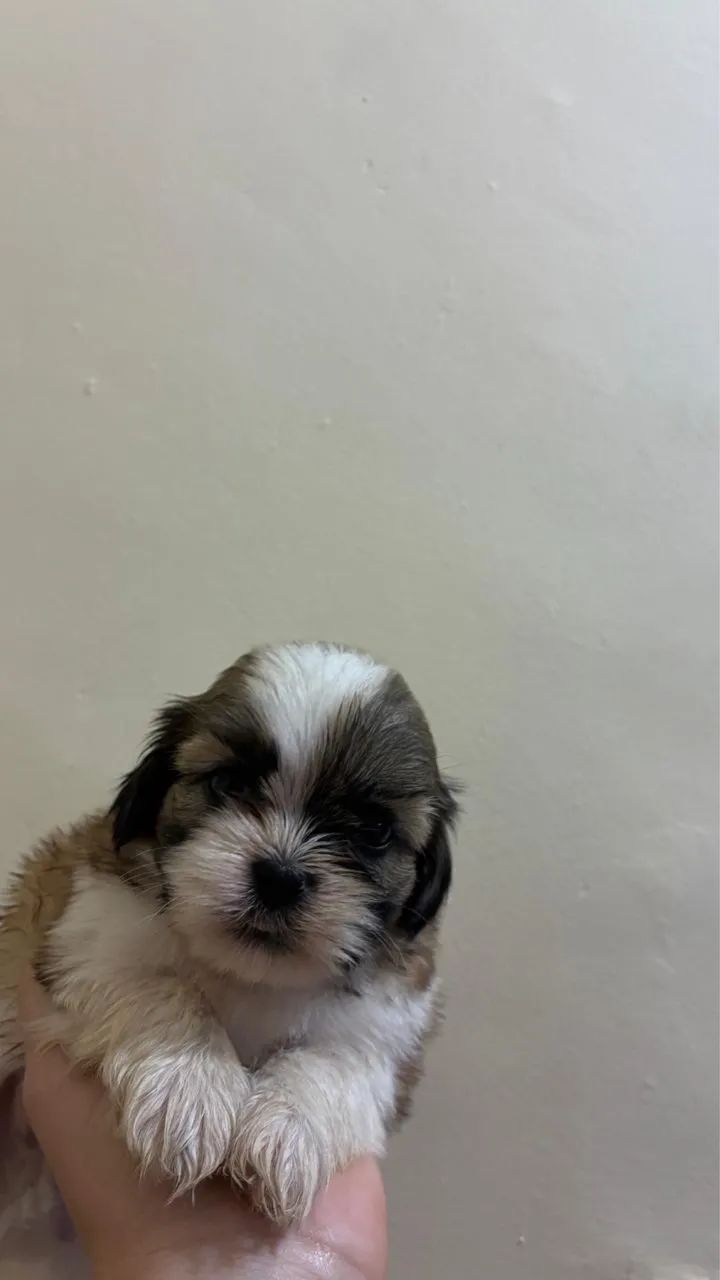 Shih tzu - Foto 2