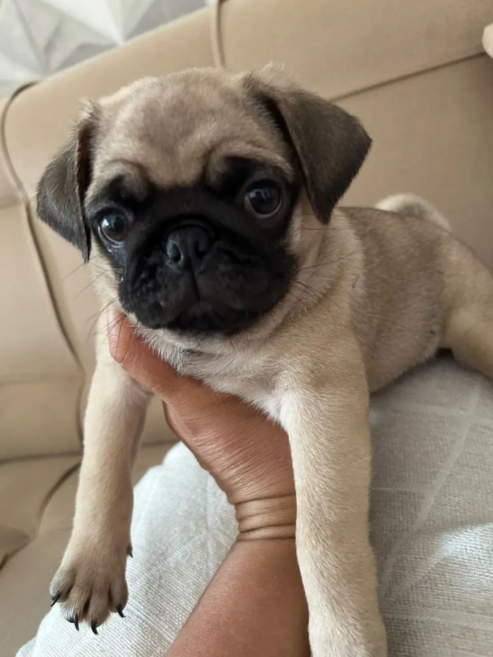 Pug - Foto 2