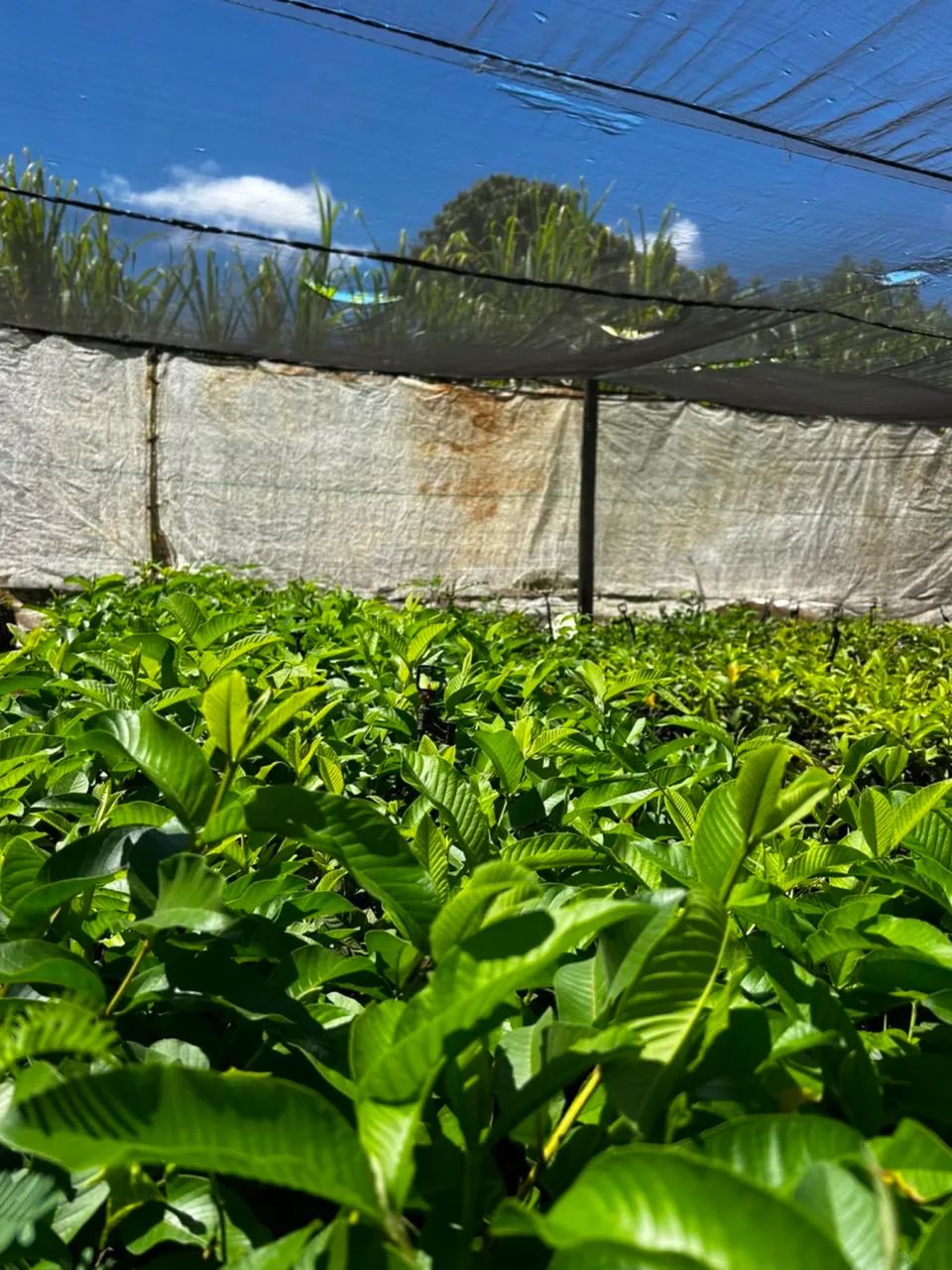 Mudas de goiaba - Foto 3