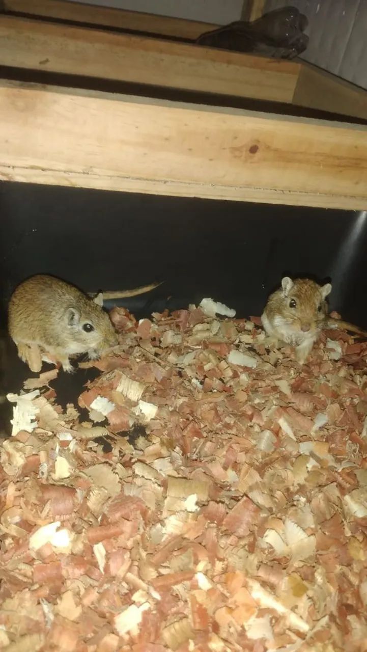 Casal de gerbil ou esquilo da Mongolia - Foto 2