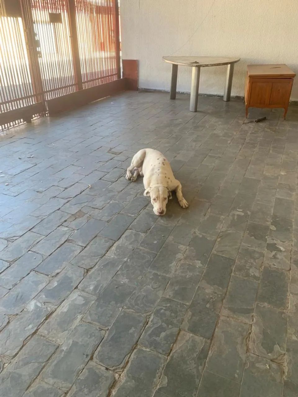 Doação responsável dalmata - Foto 3