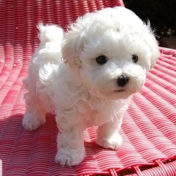 Bichon Frise 