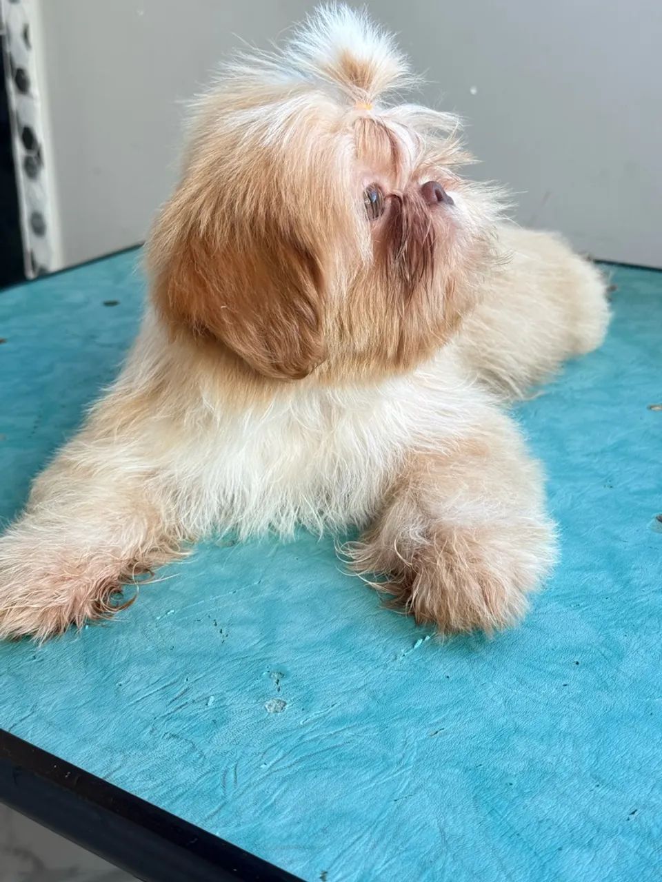 Cachorro  - Foto 3