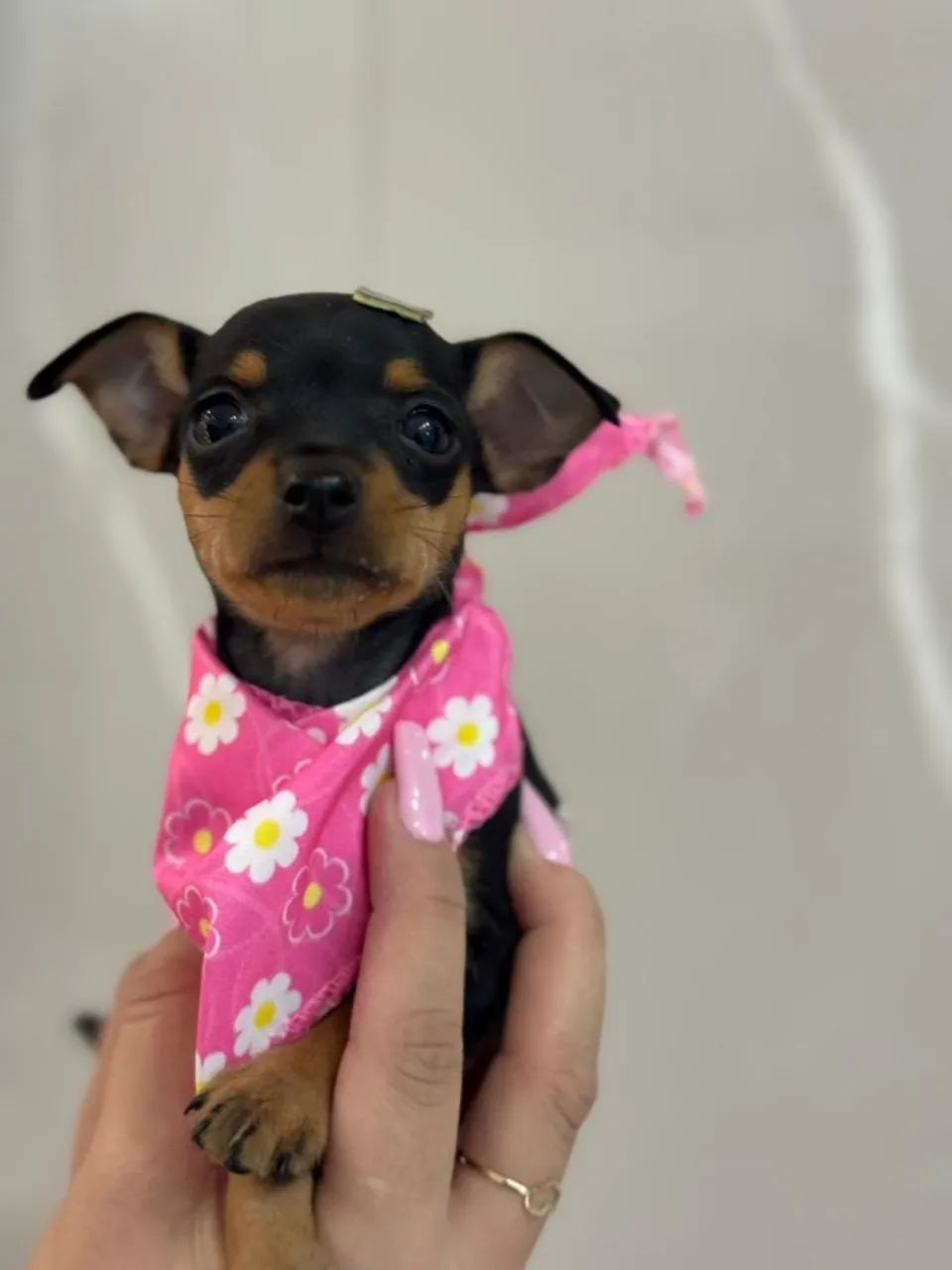 Pinscher