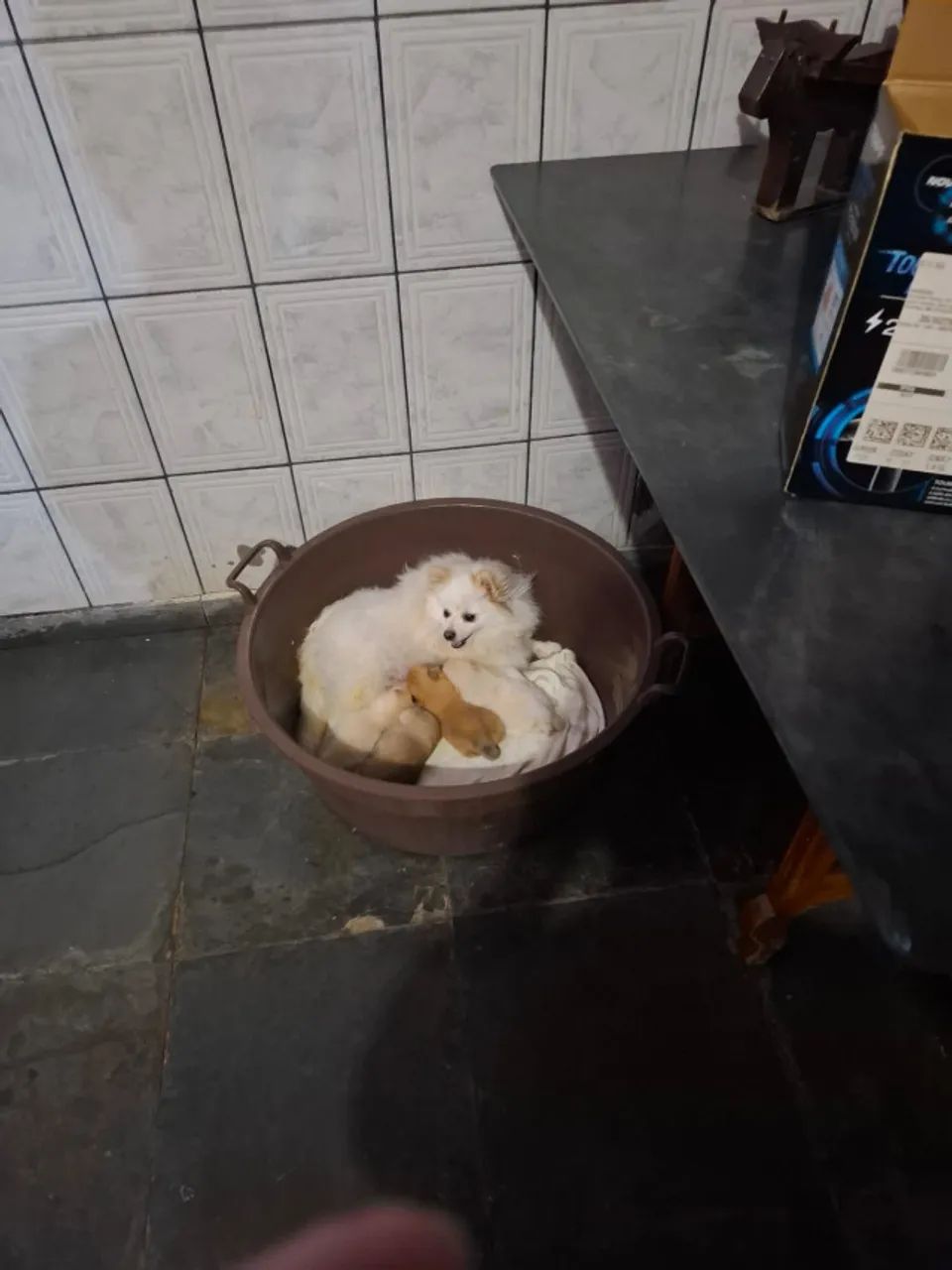 spitz alemão - Foto 2