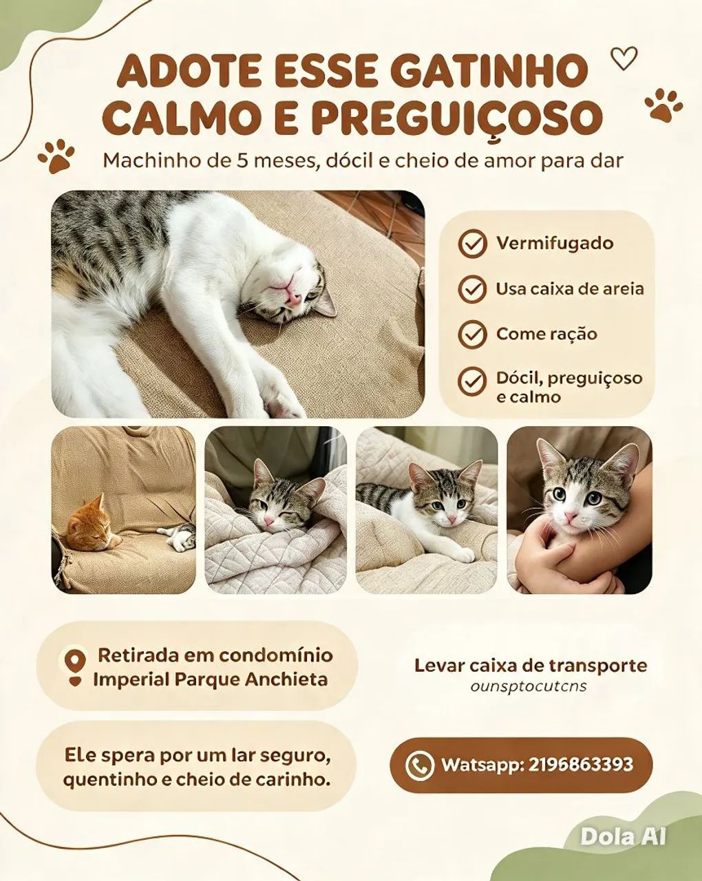 Doação gato macho 