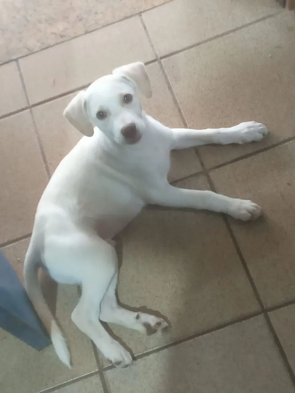 Doaç ão de lindo cachorrinho - Foto 2