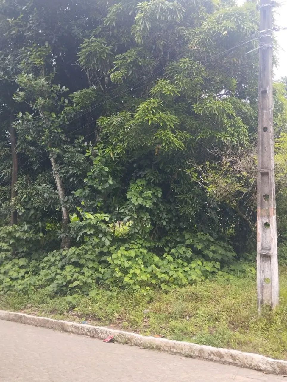 Sitio no Distrito de Nossa Senhora do Livramento  - Foto 2