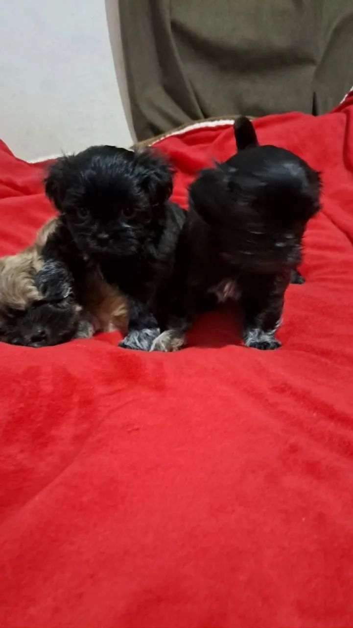 Shih tzu - Foto 2