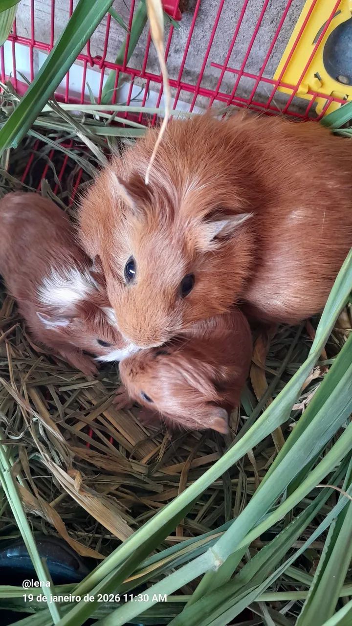Porquinho da Índia  - Foto 3