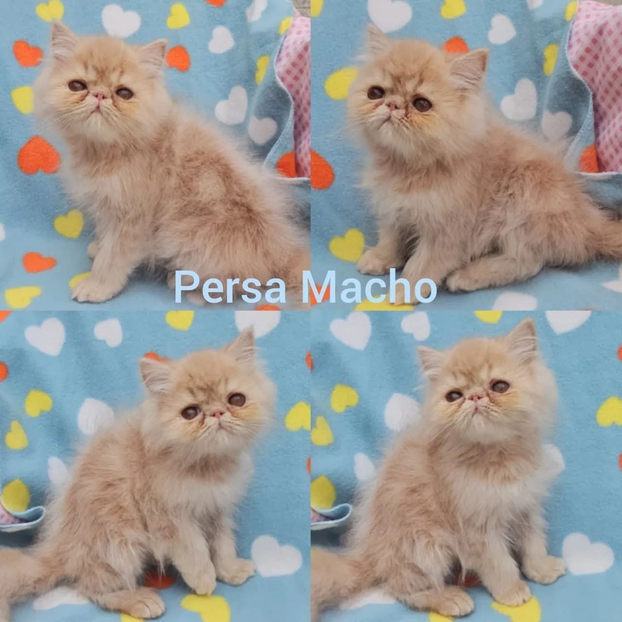 Persas, Exóticos e Himalaios Filhotes - Gatil BSB Cat - Foto 2