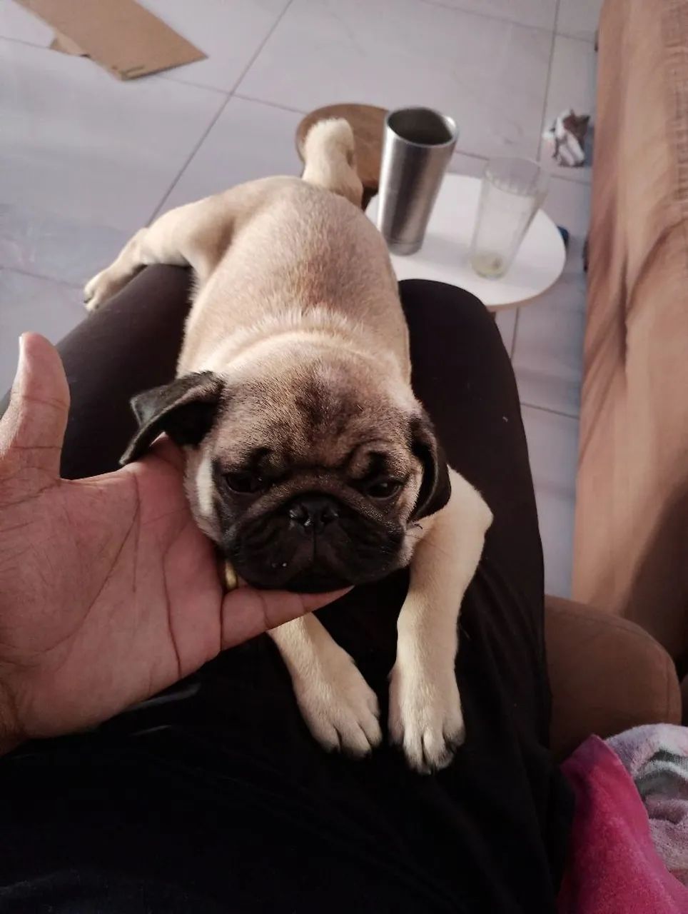 Pug filhote 