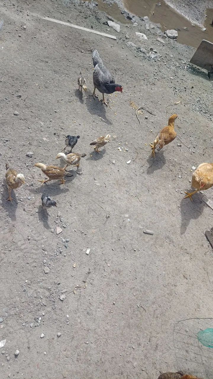 Galinhas de raça  - Foto 2