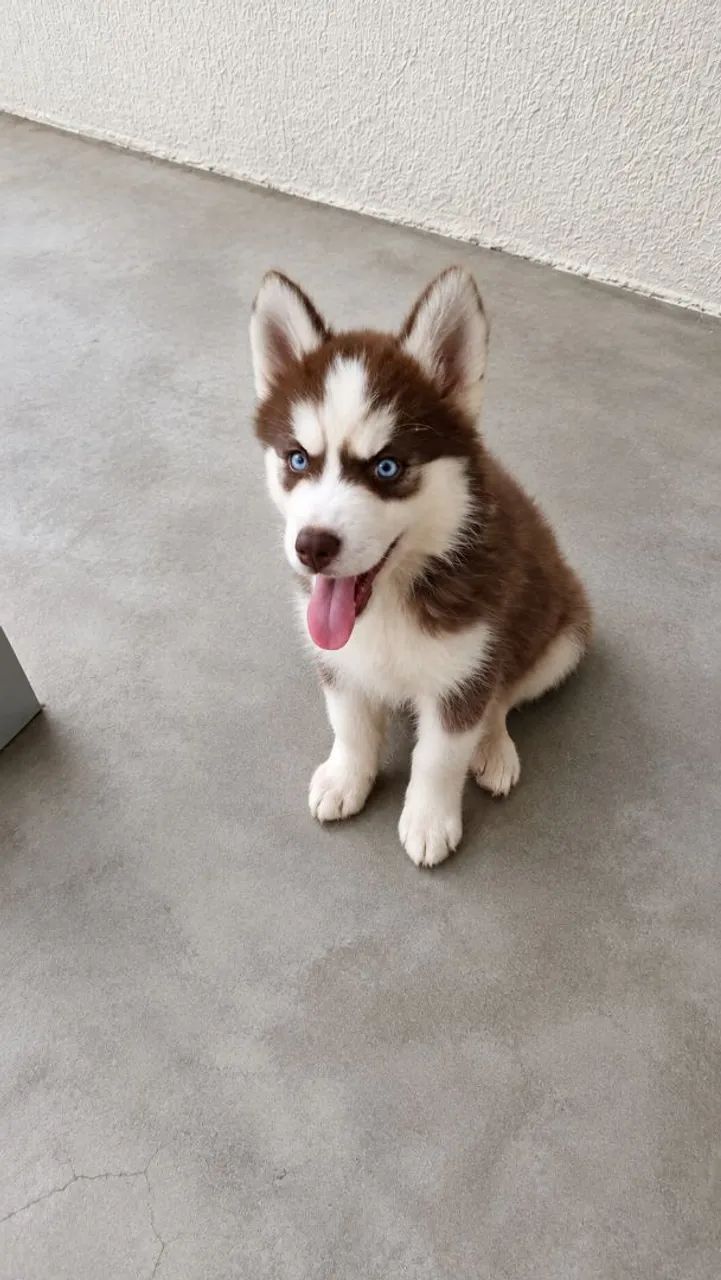 Filhote de Husky 