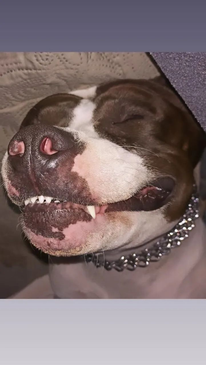 Doação - Pit bull dócil 6 anos - Foto 5