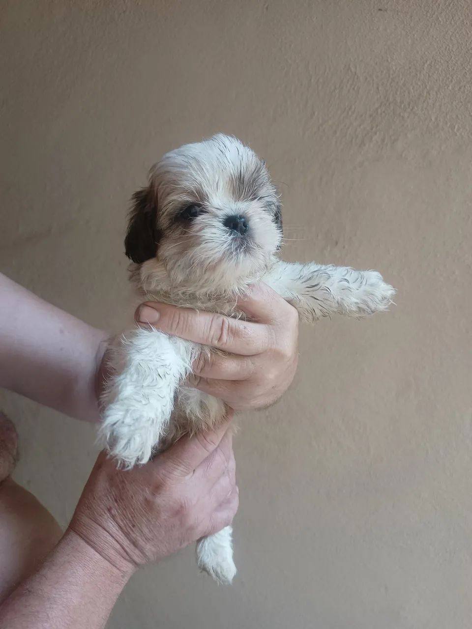 Vendo filhote de mini Shitzu  - Foto 4