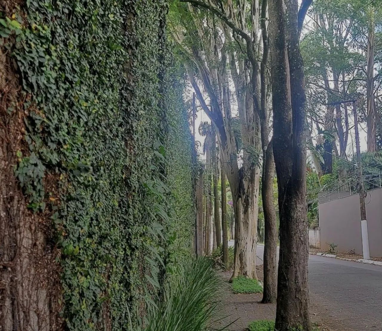 ALUGA Casa térrea espaçosa e aconchegante no Morumbi!!! - Foto 2