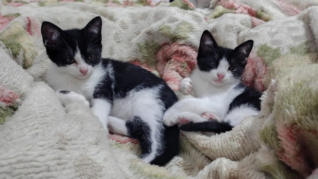 Doação de lindos gatinhos - Foto 5
