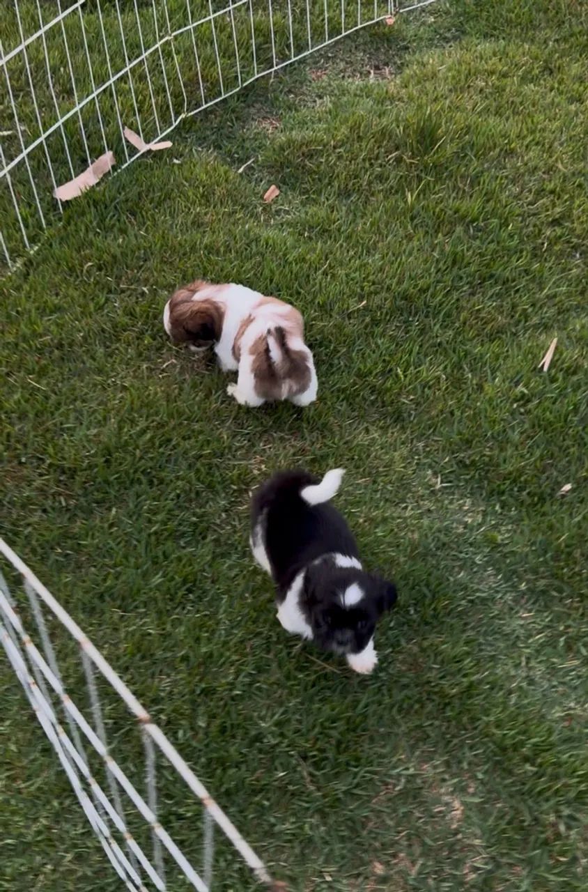 Shih tzu machos  - Foto 4