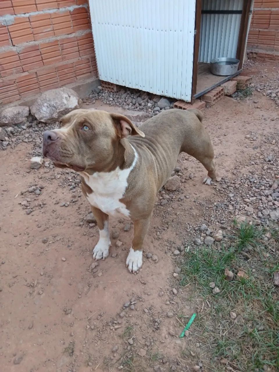 Filhote de Pitbull  - Foto 4