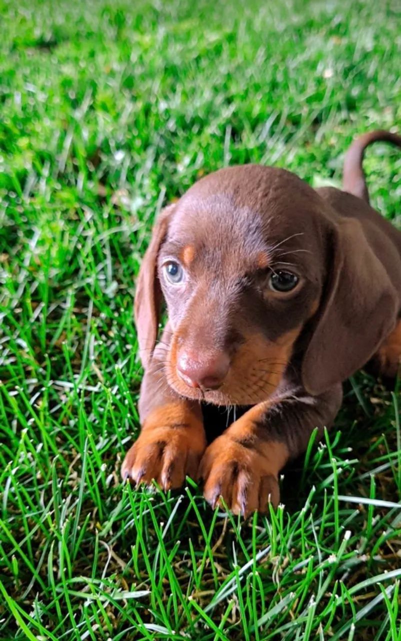 Dachshund macho chocolate  - Foto 2