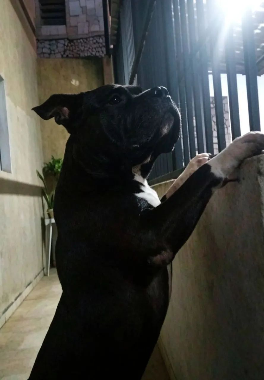 American Bully Standard  - Foto 4