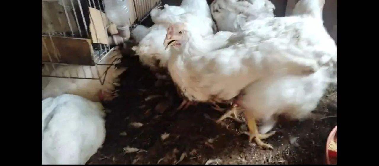 Frango  - Foto 2