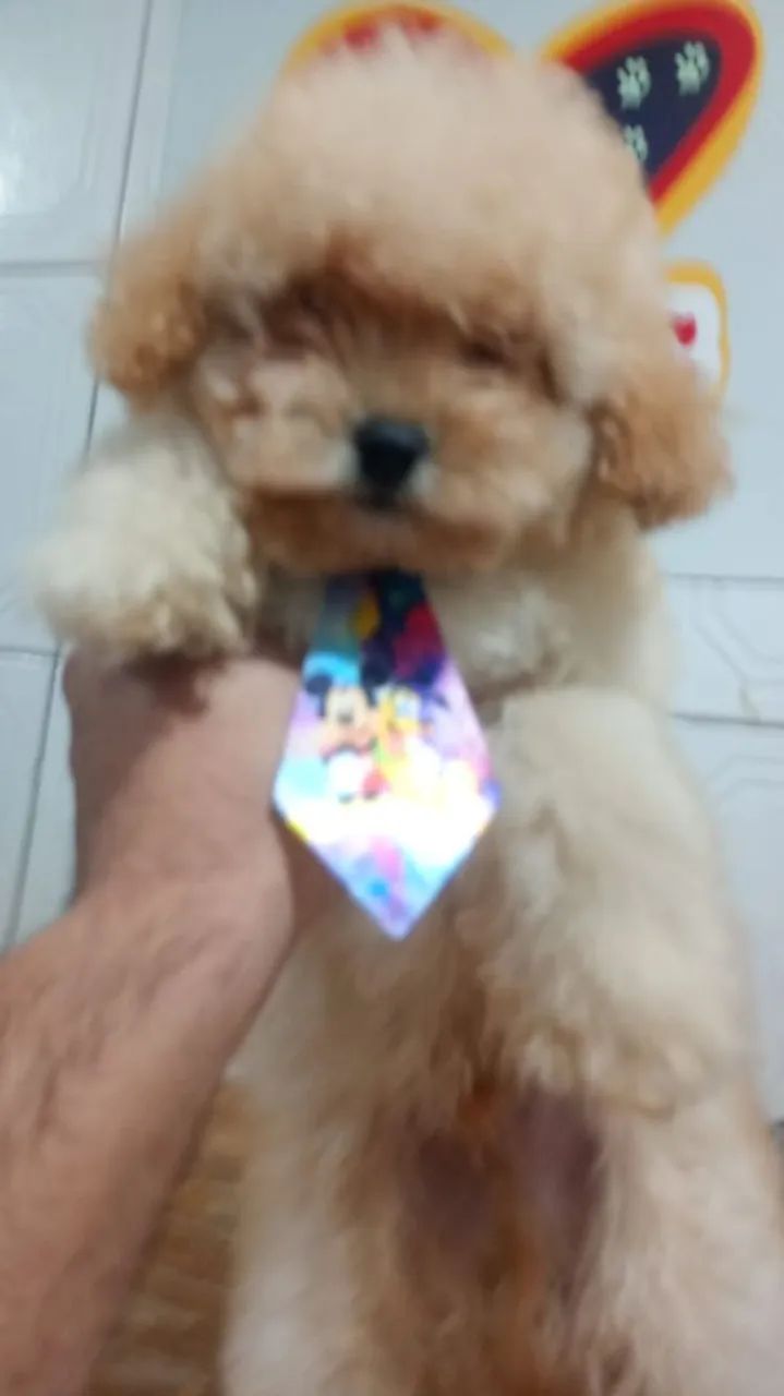 Filhote de poodle macho 