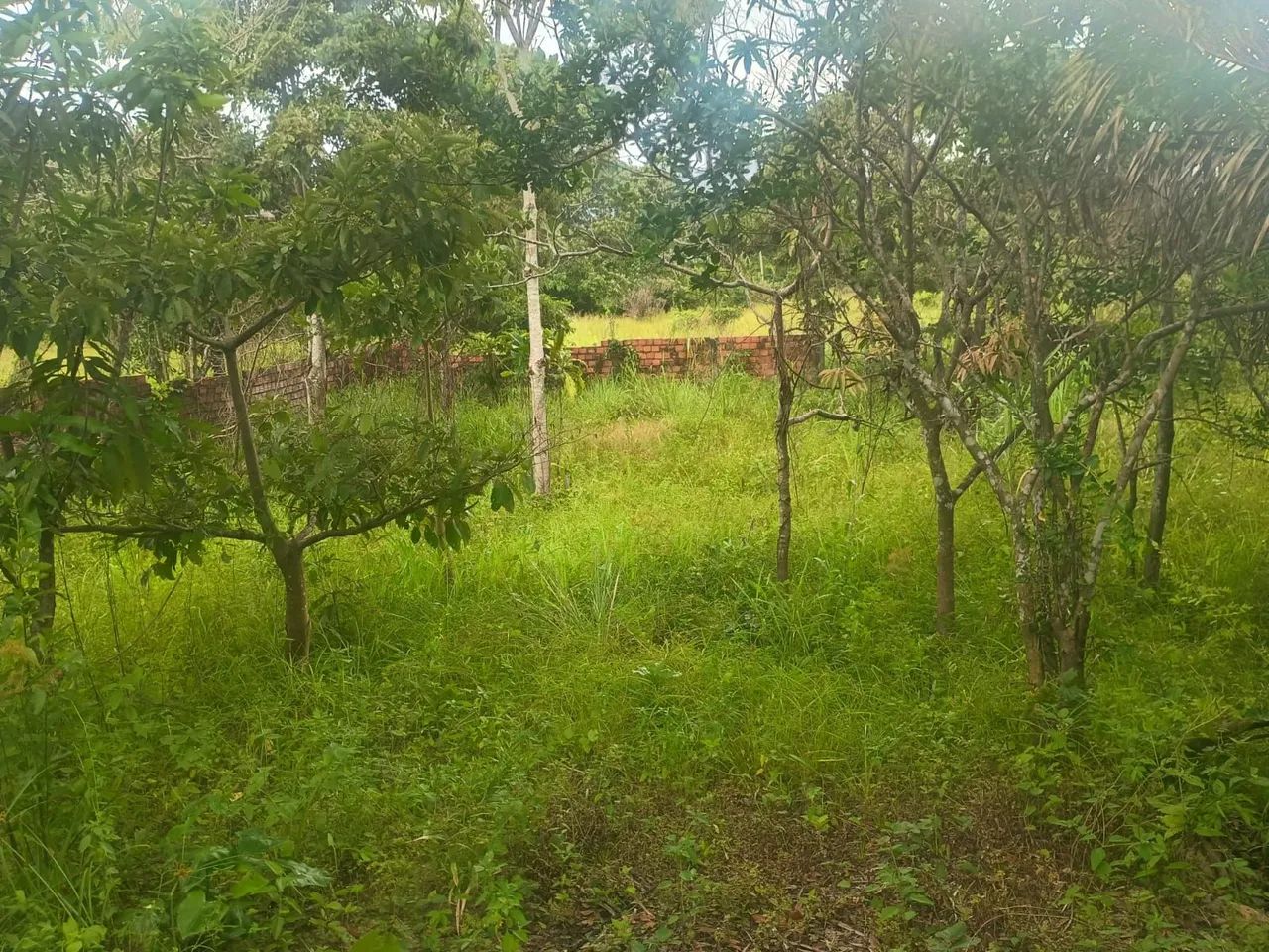 Vendo terreno amplo  com casa  - Foto 5