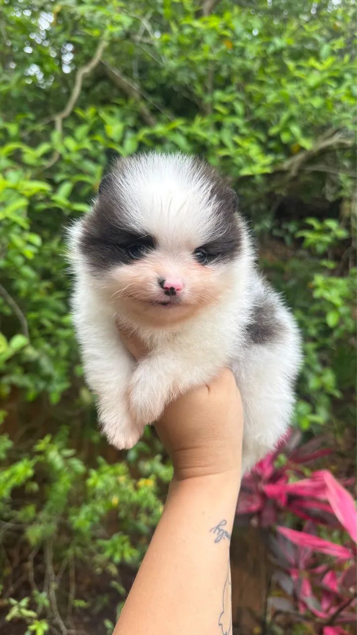 SPITZ ALEMÃO MACHINHO  - Foto 4